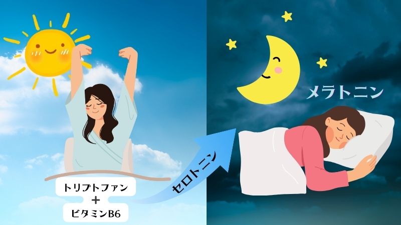 トリプトファンとビタミンB6が太陽の光を浴びるとセロトニンになり、夜になるとメラトニンとなり、ぐっすり眠れる。