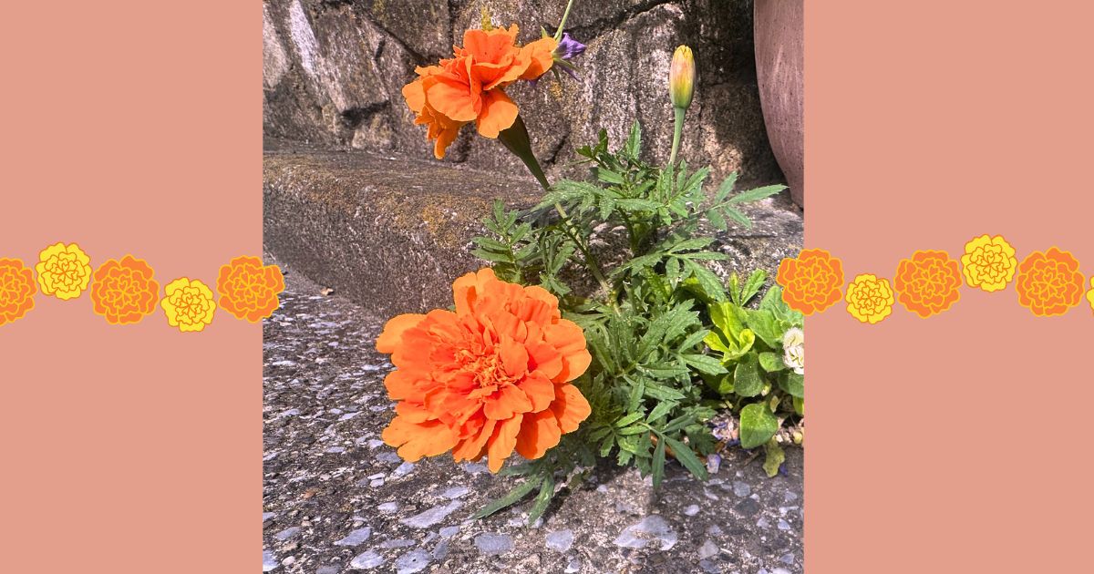 コンクリートのすき間に咲くマリーゴールド｜花言葉・風水・家庭菜園での魅力も紹介