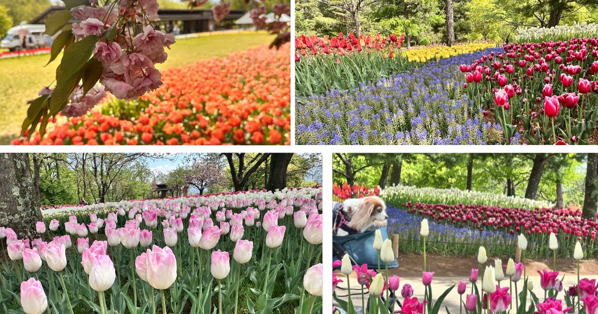 満開のチューリップが咲き誇る、あづみの公園（堀金・穂高地区）の春景色をまとめたコラージュ画像。わんことの春旅のひとこま。